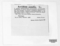 Endophyllum pumilio image